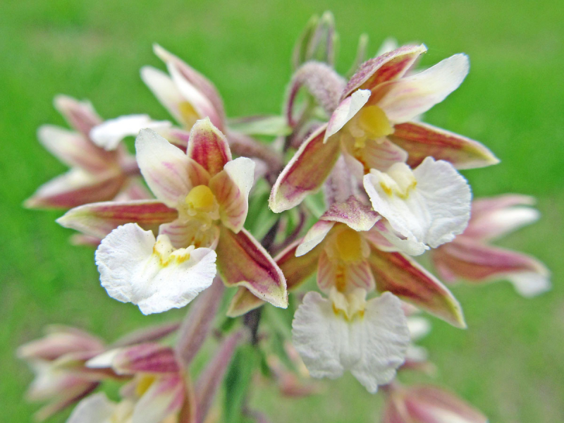 Sumpfwurz – Epipactis palustris